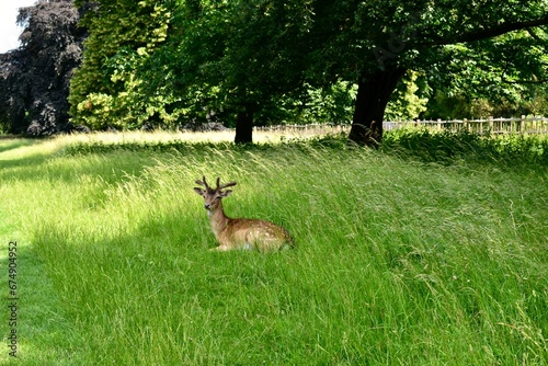 Male fallow deer lying in the grass in summer, Charlecote park, West Midlands, England, UK