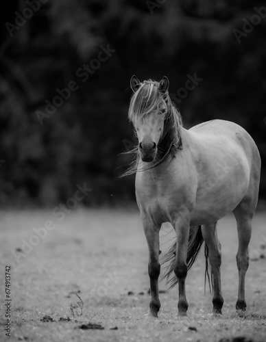 black horse in the field