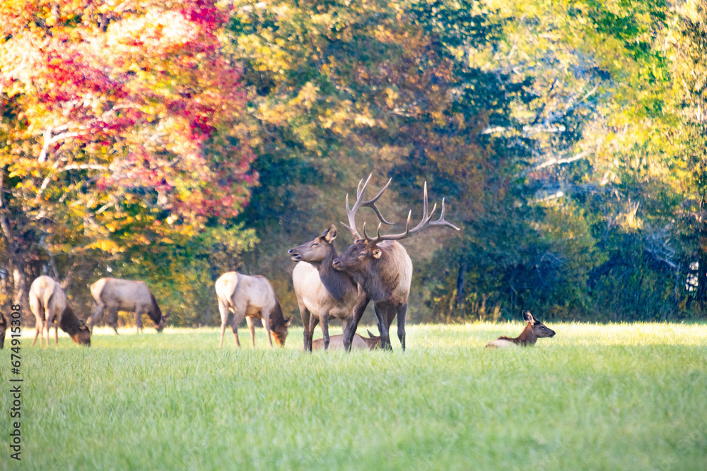 Naklejka premium Field Of Elk During Rut In Smoky Mountains National Park