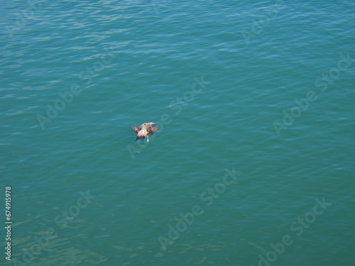 Gaivota morta a boiar no mar com alguns pequenos peixes nadando á volta do corpo da ave.