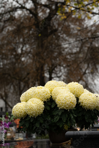 chrysanthemums on the grave on All Saints' Day