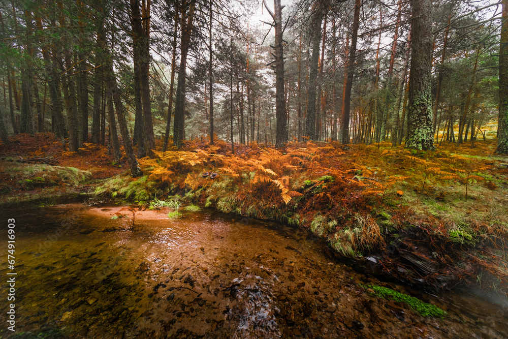 Autumn forest, misty river, vibrant foliage, Spain. Autumn forest, misty river, vibrant foliage, Spain.