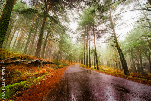 Misty forest drive along winding road, fall foliage, Sierra de Guadarrama photo