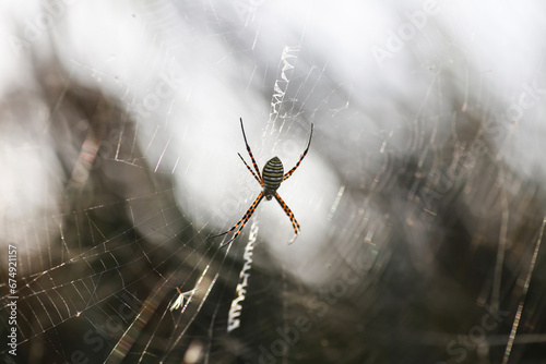 Wasp Spider: A Natural Wonder, Argiope bruennichi