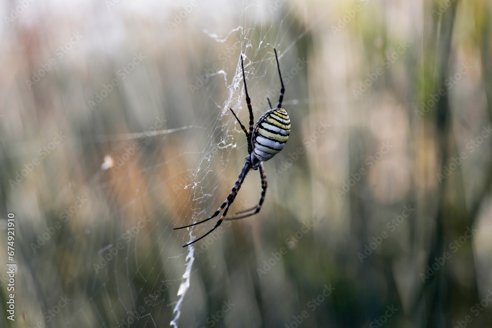 Wasp Spider: A Natural Wonder, Argiope bruennichi Wasp Spider: A Natural Wonder, Argiope bruennichi