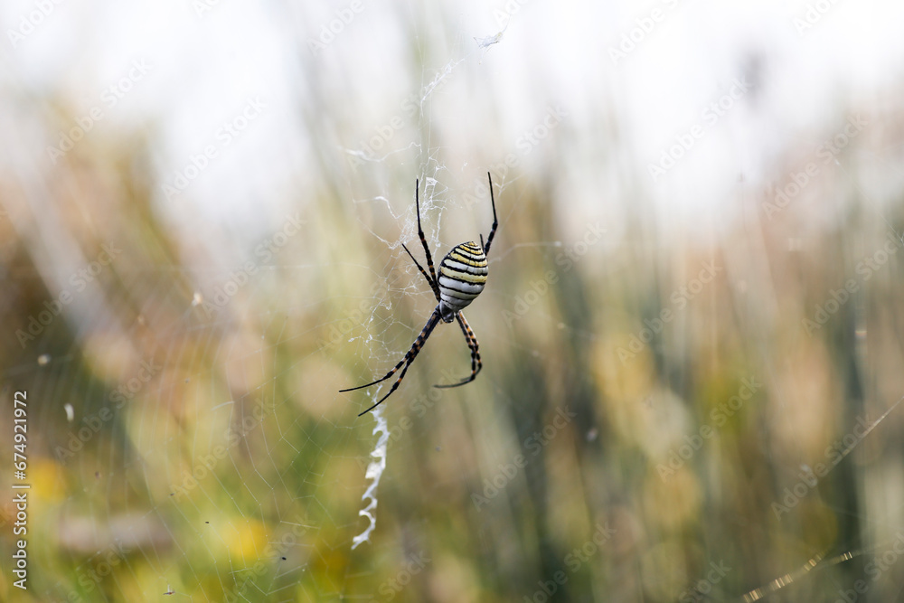 Wasp Spider: A Natural Wonder, Argiope bruennichi Wasp Spider: A Natural Wonder, Argiope bruennichi