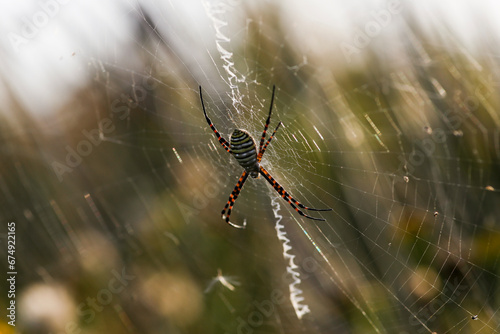 Wasp Spider: A Natural Wonder, Argiope bruennichi