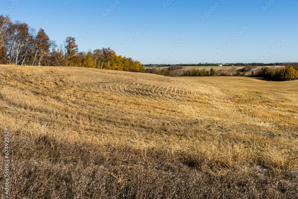 Harvested cereal field with stubble rolling hills landscape in fall season and blue sky background