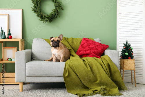 Cute dog in living room on ...