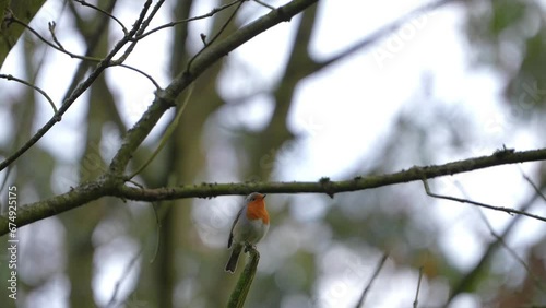 bird on a tree