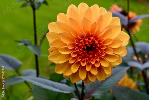 Orange dahlia flower in the garden, England, UK