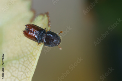 Six toothed spruce bark beetle (Pityogenes chalcographus), Scolytidae, Scolytinae. photo