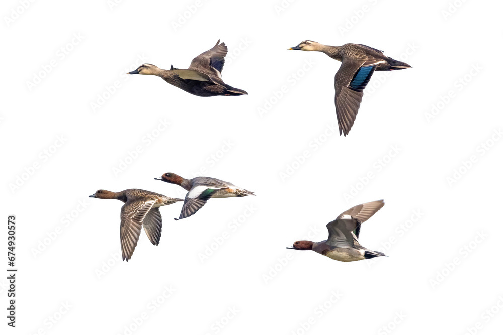 Fototapeta premium 飛翔するヒドリガモとカルガモの切り抜き画像