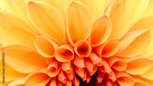 Close-up of an orange dahlia flower petals