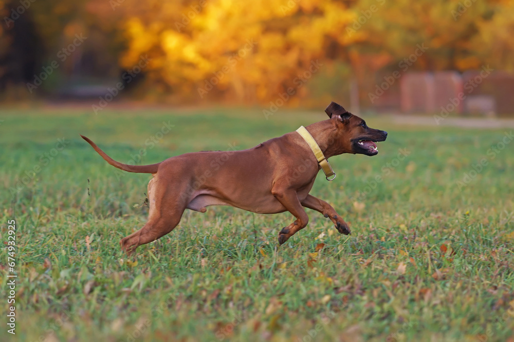 Active Rhodesian Ridgeback dog with a yellow collar posing outdoors running fast on a green grass with fallen maple leaves in autumn