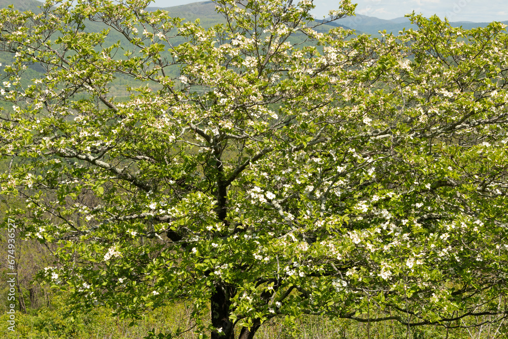English Hawthorn blooming at the McCormick gap overlook, Skyline drive, Shenandoah NP English Hawthorn blooming at the McCormick gap overlook, Skyline drive, Shenandoah NP