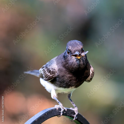 Close up of a black Phoebe, a type of flycatcher, with prey. photo