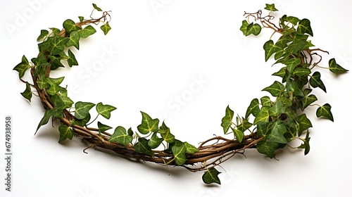circular vine at the roots. Bush grape or three-leaved wild vine cayratia (Cayratia trifolia) liana ivy plant bush, nature frame jungle border, isolated on white background with clipping path included photo