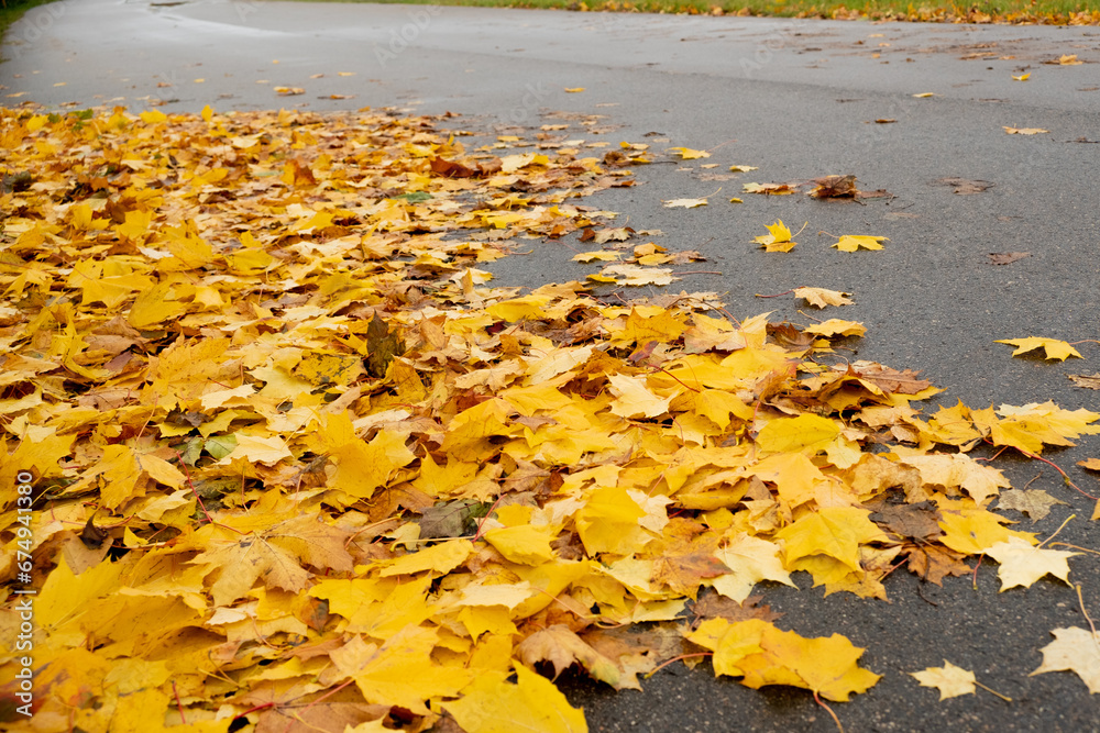 yellow leaves on the asphalt, autumn background with leaves, yellow on grey, autumn road, leaves on the ground, background, season, grayness yellow leaves on the asphalt, autumn background with leaves, yellow on grey, autumn road, leaves on the ground, background, season, grayness