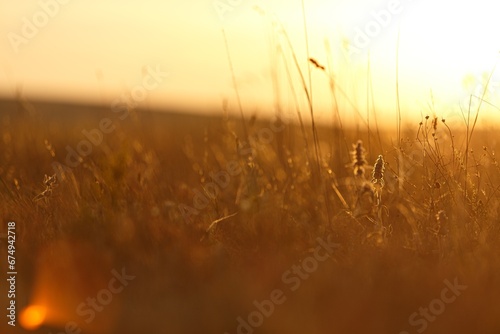 Meadow of wheat on the field in the sunset light