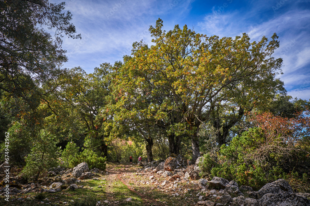 Los Calares del Mundo y de la Sima natural park. Autumn forest landscape. View of autumn leaves. In Riopar, Albacete province, Castilla la Mancha community, Spain.