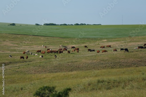 Landscape cows walking on field at summer sunset. © BillionPhotos.com