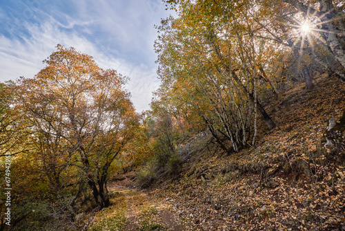 Los Calares del Mundo y de la Sima natural park. Autumn forest landscape. View of autumn leaves. In Riopar, Albacete province, Castilla la Mancha community, Spain.