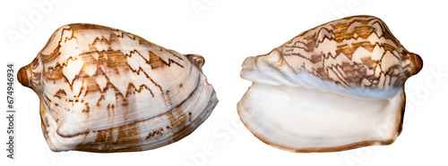 Sea shell. Transparent Background.