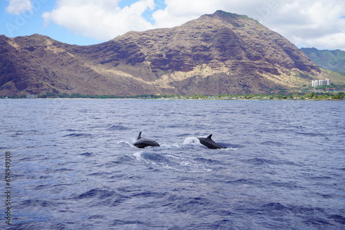 Pilot Whales in Hawaii  © EMMEFFCEE 