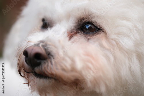 Close up of Bichon Frisé