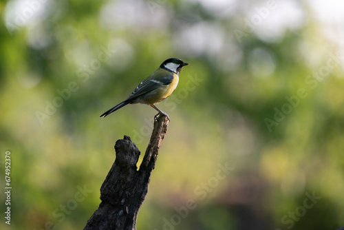 A Great Tit, Parus major, perching on twig.
