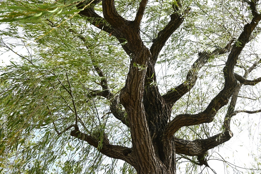 Naklejka premium Weeping Willow ( Salix babylonica ) tree. Salicaceae Dioecious deciduous tree. Used as a park tree or street tree and planted near water.