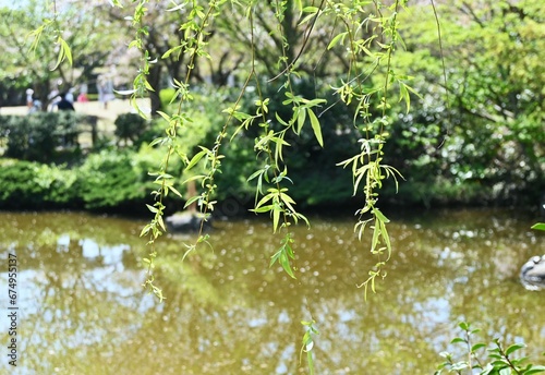 Weeping Willow   Salix babylonica   tree. Salicaceae Dioecious deciduous tree. Used as a park tree or street tree and planted near water.