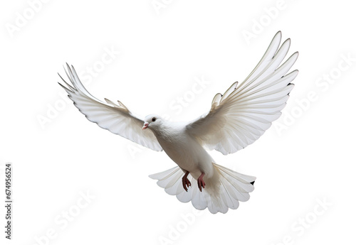 white dove flying