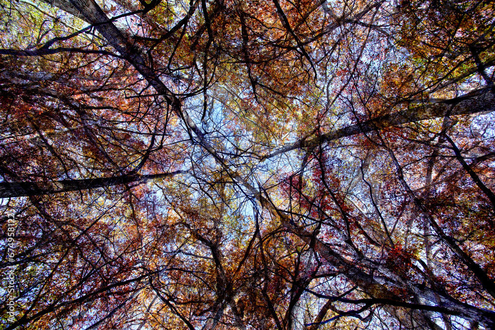 Colorful autumn trees against sky looking up