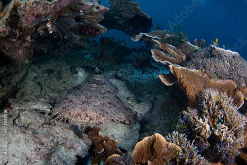 A Tasseled wobbegong shark lies on the seafloor in Raja Ampat waiting to ambush prey. This well camouflaged elasmobranch is common on reefs throughout this biodiverse region.