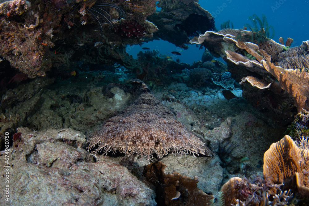 Obraz premium A Tasseled wobbegong shark lies on the seafloor in Raja Ampat waiting to ambush prey. This well camouflaged elasmobranch is common on reefs throughout this biodiverse region.