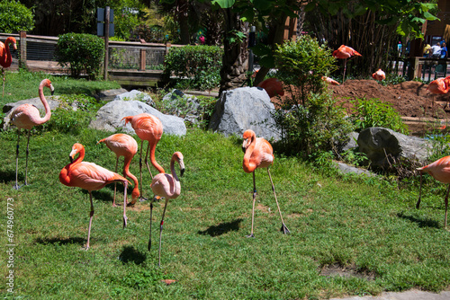 Flamboyant colors of flamingo feeding in the sun photo