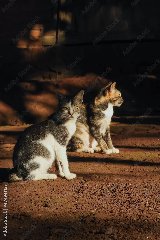 Obraz premium cat on the fence