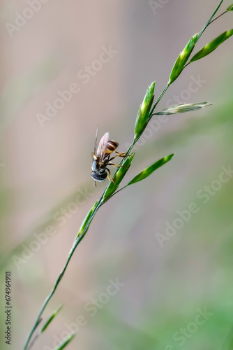 bee on a flower © harto