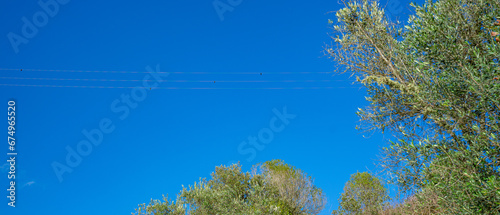 Canvas Print anti-collision and anti-electrocution protection for
  birdlife in high voltage