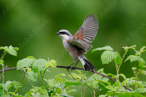 Red Shrike Bird starts in pursuit of flying insect. Poznań. Poland.