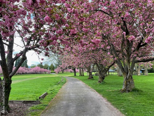 Flowers in Spring