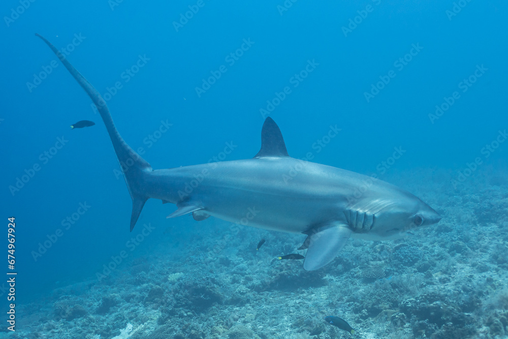 Obraz premium Thresher Shark