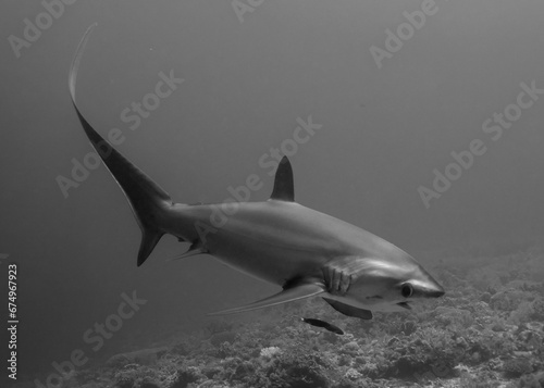 Thresher Shark photo