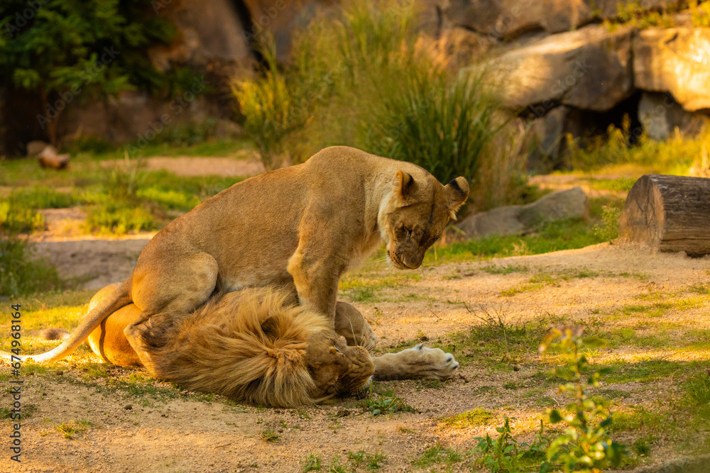 Pair adult Lions playing in zoological garden Pair adult Lions playing in zoological garden