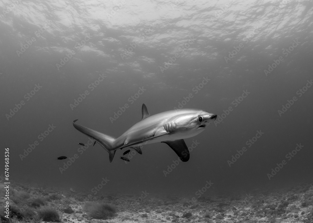 Fototapeta premium Thresher Shark