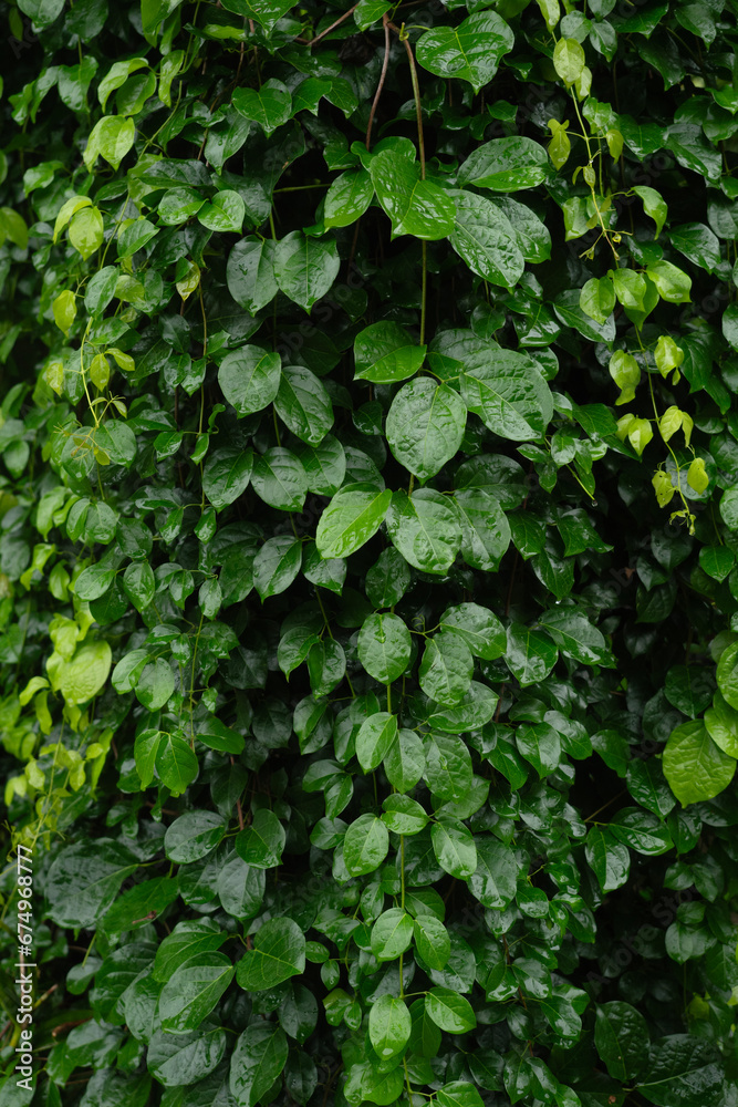 Green leaves pattern for nature Background. Green leaves pattern for nature Background.