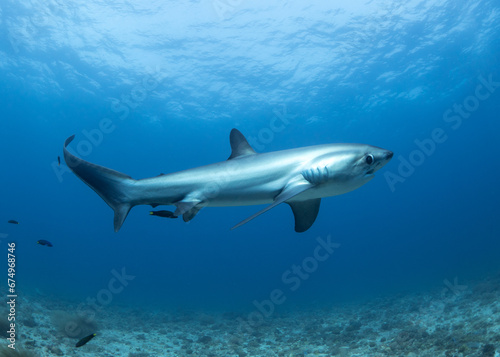 Thresher Shark photo