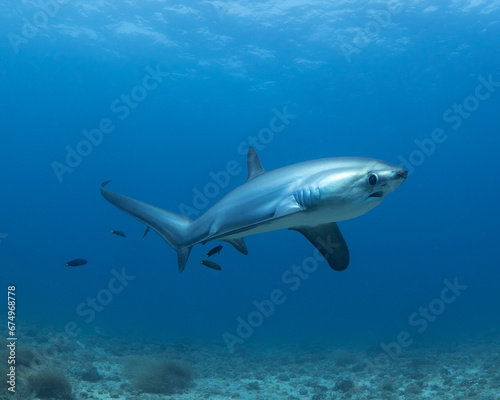 Thresher Shark © Sean